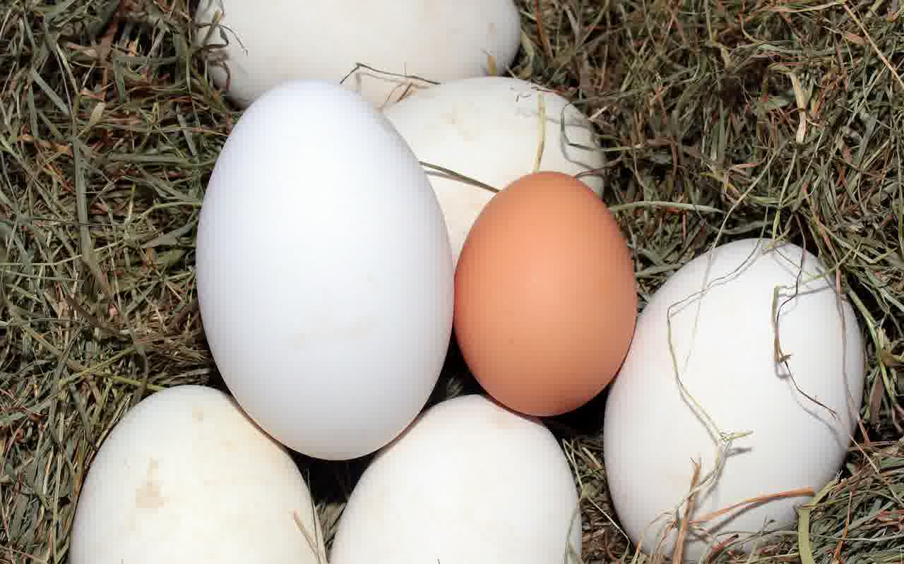 탈모 예방제를 선택하는 현명한 방법과 비교 분석