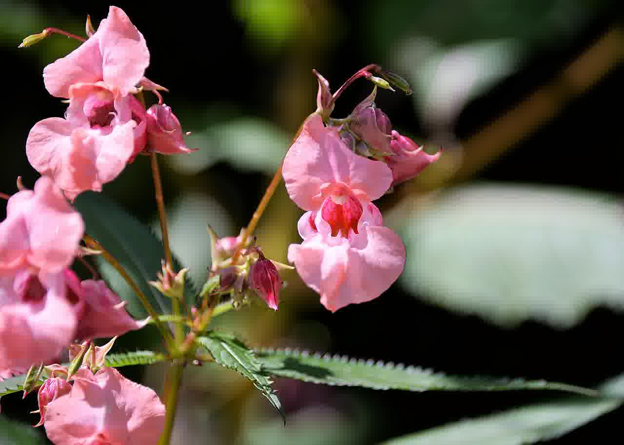 20년산 발사믹 소스를 활용한 건강식과 요리의 놀라운 변신 알아보기