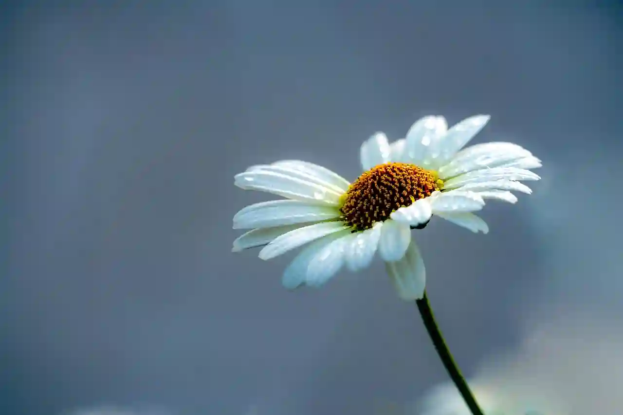 고려치과병원에서 임플란트와 크라운 비용, 예약 방법 및 뼈이식 보험 활용법 알아보기
