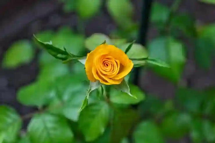 서울강남수플란트치과병원에서 임플란트 비용과 수면 치료 알아보기