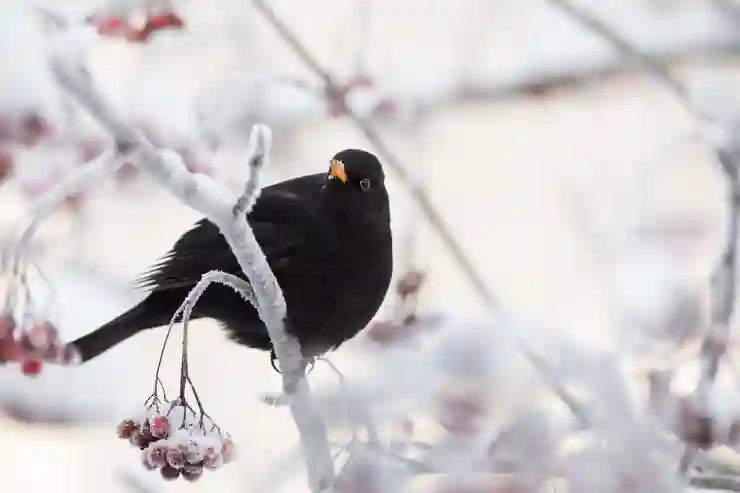 마가목 열매의 건강 효능과 올바른 섭취 방법