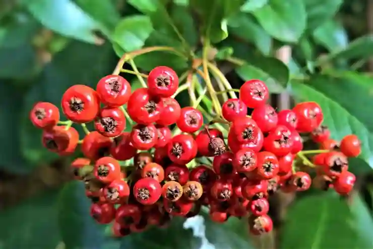 마가목 열매의 건강 효과와 섭취 시 주의할 점 알아보기