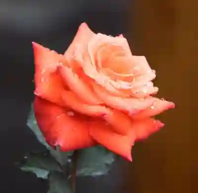 서울송파365다시재한방병원 예약 방법과 진료 정보 알아보자