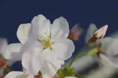 도쿄 벚꽃 시즌 3월 여행 계획 가이드