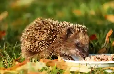 국가건강검진과 법규: 알아야 할 모든 사항