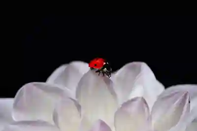 네이버 무료 사주 풀이 사이트 추천과 후기 살펴보기