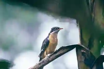 쿠쿠 CRP-MHTR0310FW 뚜껑이 열리지 않을 때 대처법 살펴보기